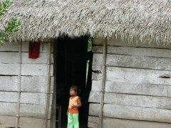chapare (2)