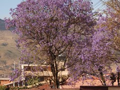 wiosna w cochabamba (3)